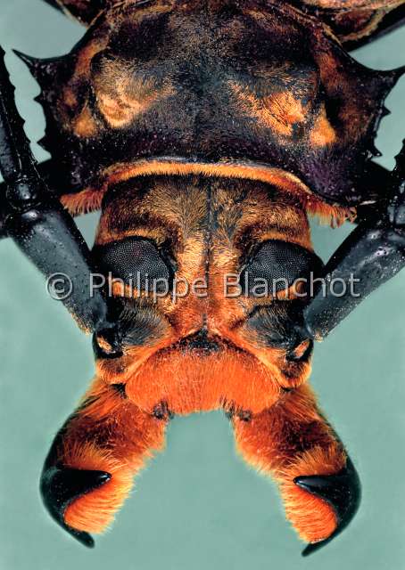 Orthomegas pehlkei .JPG - in "Portraits d'insectes" ed. SeuilOrthomegas pehlkeiLongicorneLong horned beetleColeopteraCerambycidaeGuyane